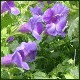 Avatars to free download for your forum or blog (7 100 avatars)