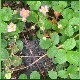 Avatars to free download for your forum or blog (7 100 avatars)