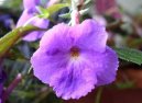 Achimenes, Honz�k, K�iv�tka