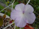 Achimenes, Honz�k, K�iv�tka