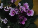 Africk� fialka