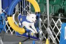 Agility, ��d agility �esk� Republiky