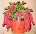 Acalypha