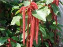 Acalypha
