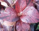 Acalypha