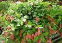 Acalypha