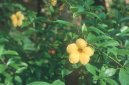 Alamanda po�istiv�