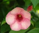 Alamanda po�istiv�