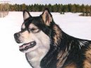 Alaskan Malamute