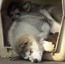 Alaskan Malamute