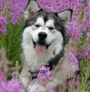 Alaskan Malamute