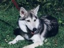 Alaskan Malamute