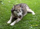 Alaskan Malamute