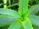 Aloe