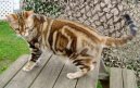 American Shorthair