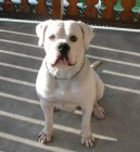 Americk� bulldog