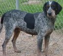 American Blue Gascon Hound