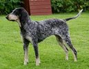American Blue Gascon Hound
