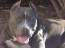 Americk� pitbull teri�r