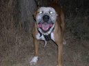 Americk� pitbull teri�r