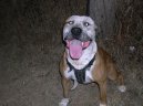 Americk� pitbull teri�r