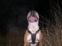 Americk� pitbull teri�r