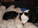 Americk� pitbull teri�r