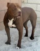 Americk� pitbull teri�r