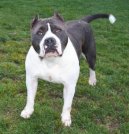 Americk� pitbull teri�r