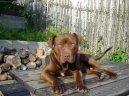 Americk� pitbull teri�r