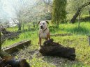Americk� pitbull teri�r