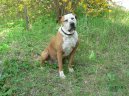 Americk� pitbull teri�r