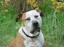 Americk� pitbull teri�r