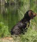 American Water Spaniel