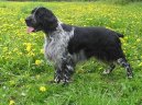 English Springer Spaniel