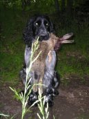English Springer Spaniel