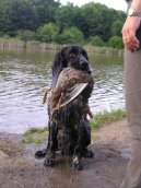 English Springer Spaniel