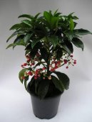 Ardisia