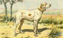 Braque de l�Ari�ge, Ariege Pointing Dog