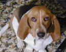 Basset art�sien normand, Artesian-Norman Basset