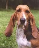 Basset art�sien normand, Artesian-Norman Basset