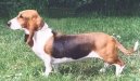 Basset art�sien normand, Artesian-Norman Basset