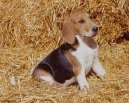 Chien d�Artois, Artois Hound