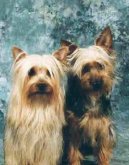 Australian Silky Terrier