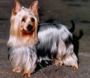 Australian Silky Terrier
