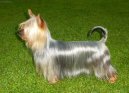 Australian Silky Terrier
