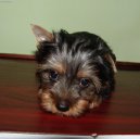 Australian Silky Terrier