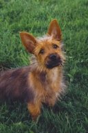 Australian Terrier