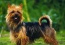 Australian Terrier