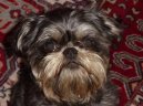 Belgick� grifonek